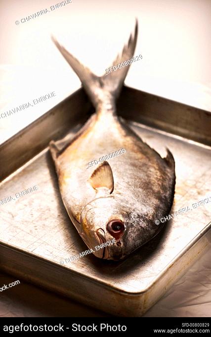 Pompano (Jack fish) on a baking tray