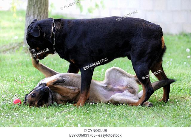 picture of a purebred belgian sheepdog malinois and rottweiler playing
