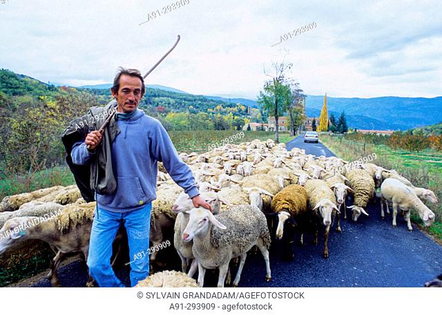 Ignace Civil, shepherd and Brebis cheesemaker near Prades. Pyrenees-Orientales, Languedoc Roussillon. France