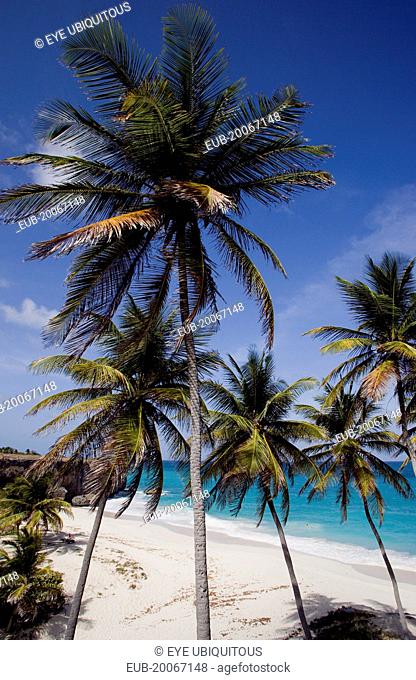 Coconut palm trees on the beach at Bottom Bay