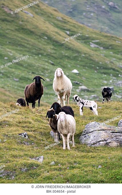 Sheep on a meadow, National Park Hohe Tauern, Austria