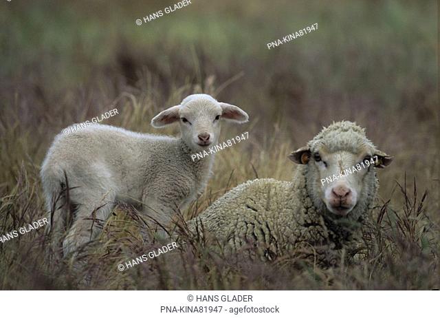 sheep Ovis domesticus - Extremadura, Spain, Europe