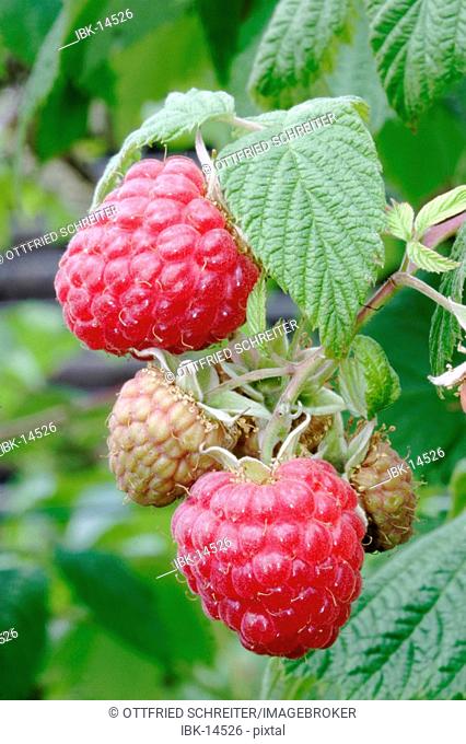 Ripe Raspberry on the bush
