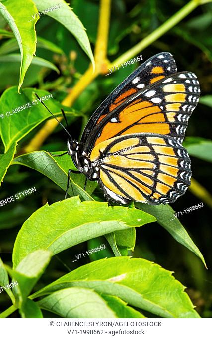Viceroy Butterfly Limenitis archippus on Virginia Creeper Parthenocissus quinquefolia in Corolla, NC USA