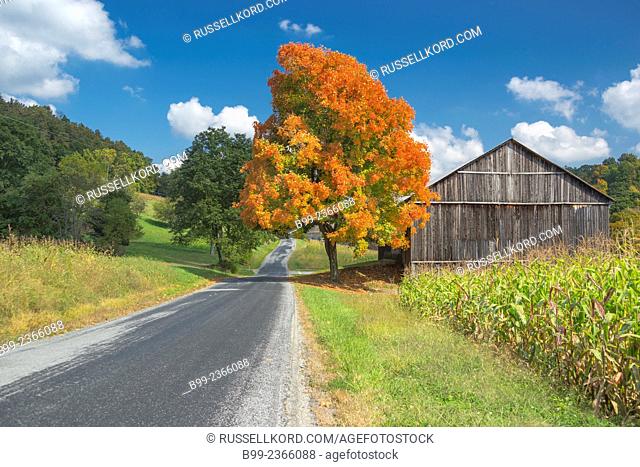Fall Scenic Roadside Single Tree Barn Indiana County Pennsylvania Usa