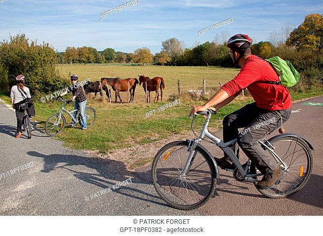 FRIENDS CYCLING PAST HORSES IN A MEADOW, MENETREOL-SOUS-SANCERRE, THE 'LOIRE A VELO' CYCLING ITINERARY, CHER 18, FRANCE