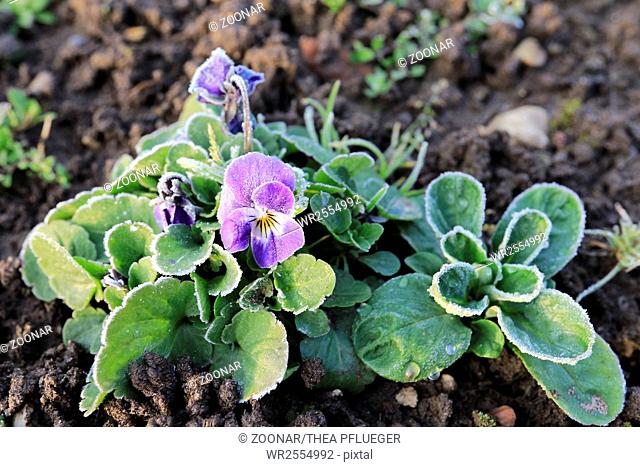 Corn salad (Valerianella locusta) and horned violet (Viola cornuta) in the garden with hoar frost