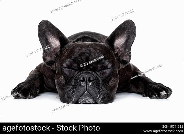 french bulldog dog sleeping on the ground isolated on white background