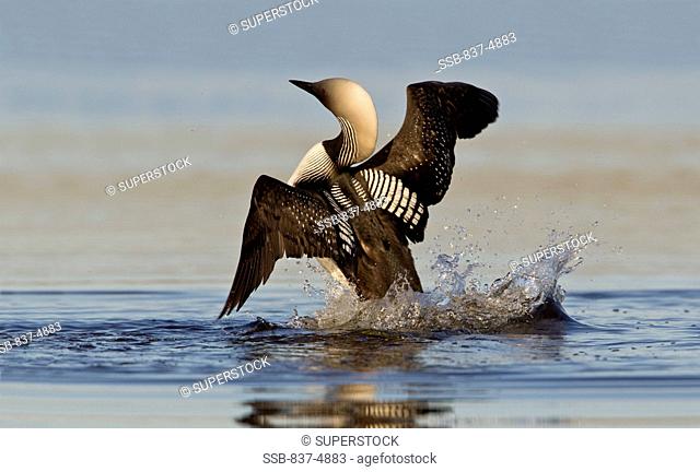 Pacific Loon Gavia Pacifica flapping wings on water surface