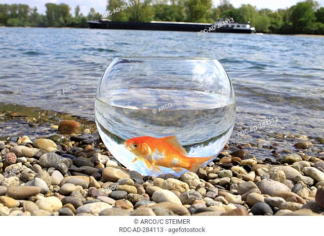 Goldfish in bowl, at lakeside / Goldfish bowl