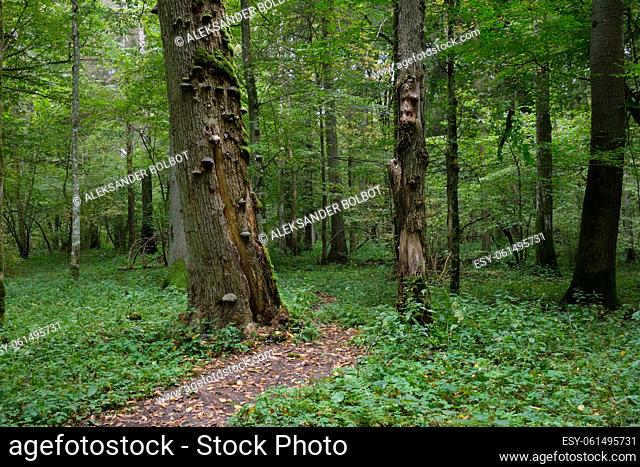Shady deciduous tree stand with old linden tree with fungus grows over in background, Bialowieza Forest, Poland, Europe