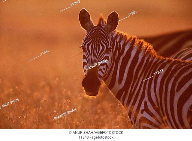 Burchells Zebra (Equus burchelli). Masai Mara. Kenya
