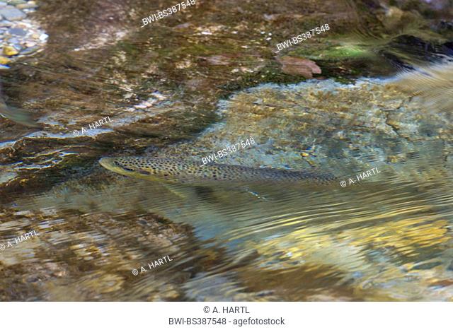 brown trout, river trout, brook trout (Salmo trutta fario), male at spawning migration, Germany, Bavaria, Prien, Prien