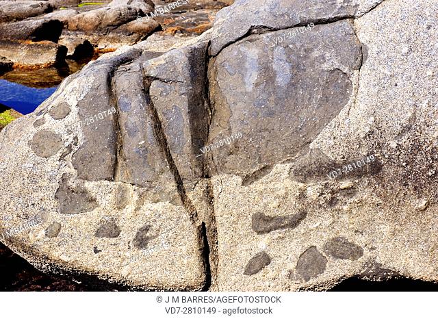 Lamprophyres xenoliths in a granite rock. Xenolith is a rock fragment enveloped in a larger different rock. Calella de Palafrugell, Girona, Catalonia, Spain