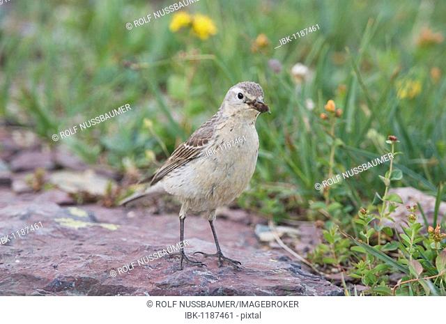 American Pipit (Anthus rubescens), adult with insect prey, Logan Pass, Glacier National Park, Montana, USA