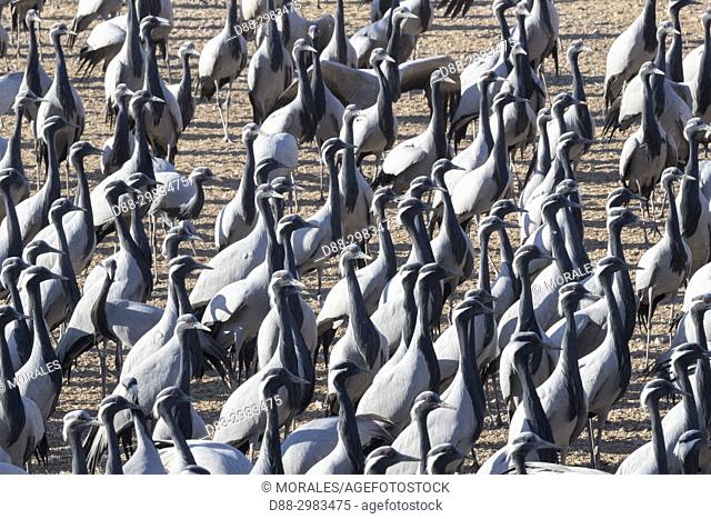 Asia, India, Rajasthan, Thar desert, Kichan, village of the Marwari Jain communuty, have been feeding every winter since 1970 the Demoiselle cranes (Grus virgo)...