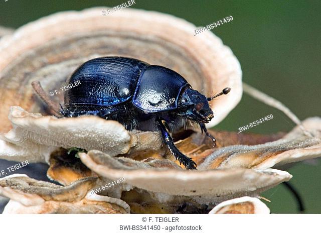 Common dor beetle (Anoplotrupes stercorosus, Geotrupes stercorosus), on a bracket fungus, Germany