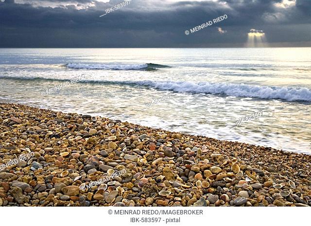 Stranded seashells, beach