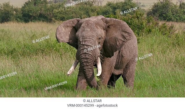 ELEPHANT EATING GRASS; MAASAI MARA, KENYA; 28/01/2016