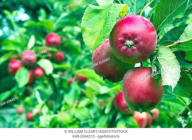 Apples and apple trees in a small garden orchard, County Westmeath, Ireland