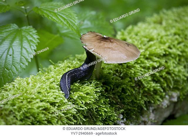 Mushrooms in the forest. Bialowieza National Park. Bialowieza, Podlasie, Poland, Europe