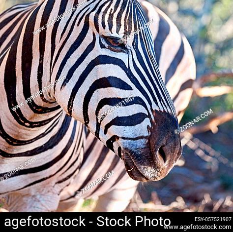 blur in south africa  mlilwane wildlife nature reserve and wild zebra