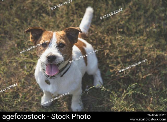 Jack Russell terrier is seating on the grass and waiting to play