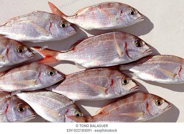 common pandora fish pagellus erythrinus