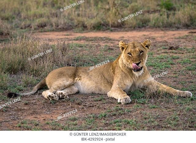 Lioness (Panthera leo), Sabi Sands Game Reserve, Sabi Sabi Bush Lodge, South Africa