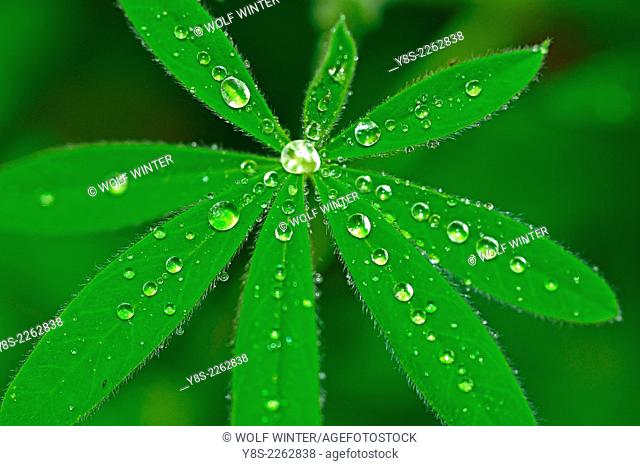 Water Drops on Leaves of a Lupine Plant