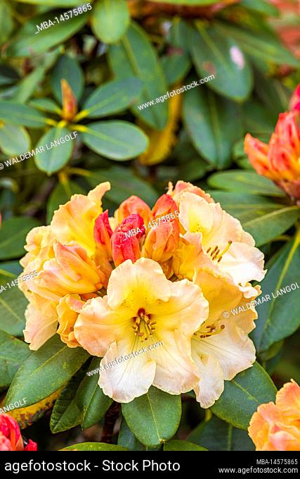 Pale pink and yellow flowering rhododendron bush