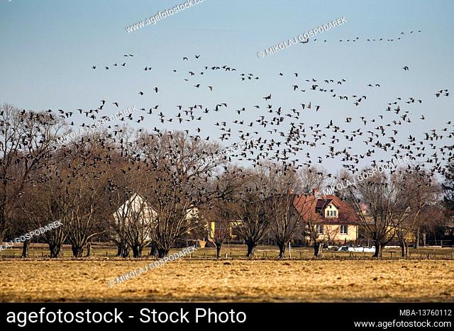 Europe, Poland, Podlaskie Voivodeship, Greylag goose - spring migrations