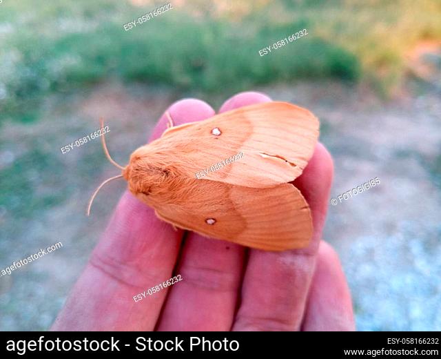 orange shaggy large butterfly of the dipper family Pyrrharctia isabella