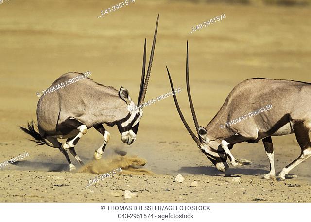 Gemsbok (Oryx gazella). Fighting females. Kalahari Desert, Kgalagadi Transfrontier Park, South Africa