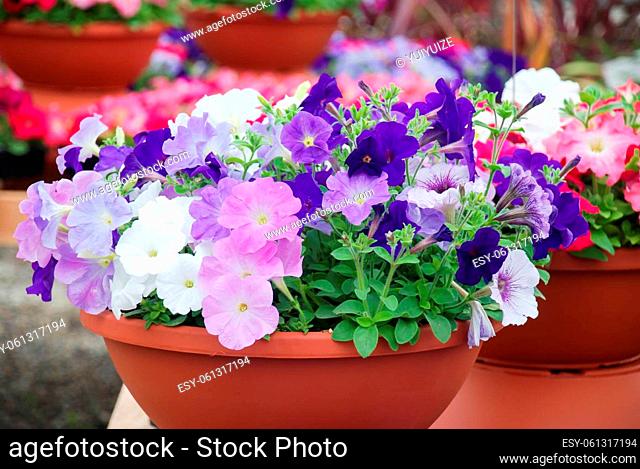 Petunia, Petunias in the tray, Petunia in the pot, multi-color petunia