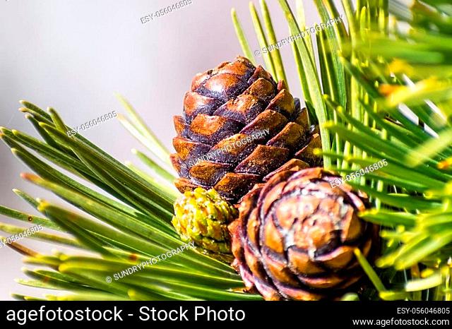 Close up of Whitebark Pine (Pinus albicaulis) cones surrounded by long, green, needles; California
