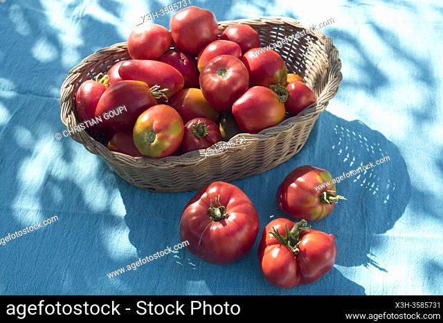 Jeux d'ombres sur un panier de tomates fraichement recoltees/Shadows playing on a basket of freshly harvested tomatoes
