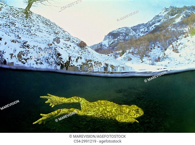 Common midwife toad. Nurse frog (Alytes obstetricans). Rio Braña. Los Collainos. La Raya. Puerto de San Isidro. Asturias. Spain. Europe