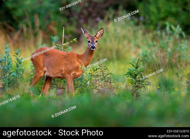 Roe deer, capreolus capreolus, looking to the camera near green bush in summer nature. Wild doe standing on growned glade in summertime