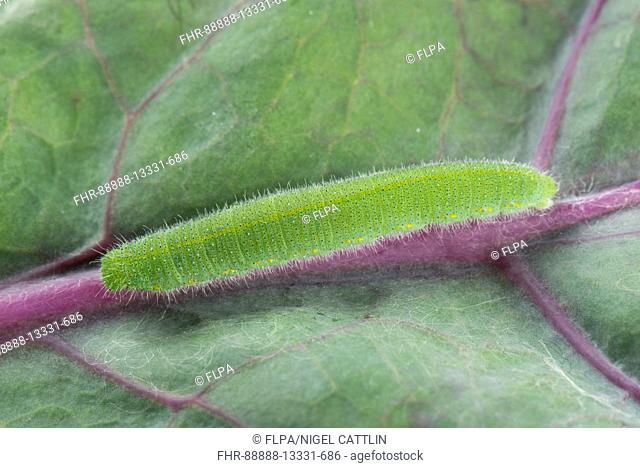 Small white butterfly, Pieris rapae, caterpillar feeding on the leaves of a purple variety of brussel sprouts, July