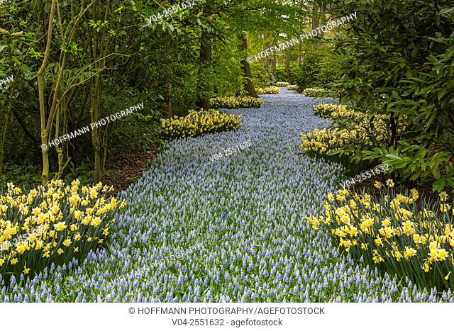 Beautiful blooming flowers in the famous Keukenhof (Keukenhof Gardens), The Netherlands, Europe