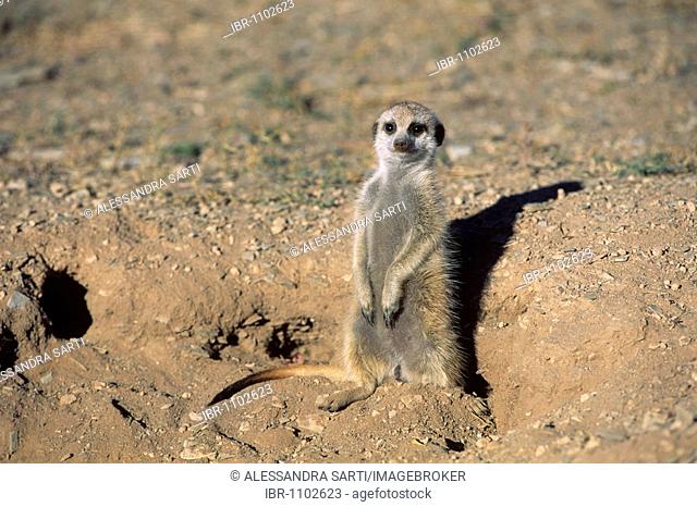 Meerkat (Suricata suricatta) on guard, Namibia, Africa