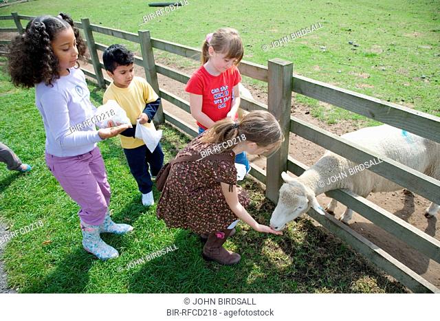 Children feeding a sheep on a visit to a city farm