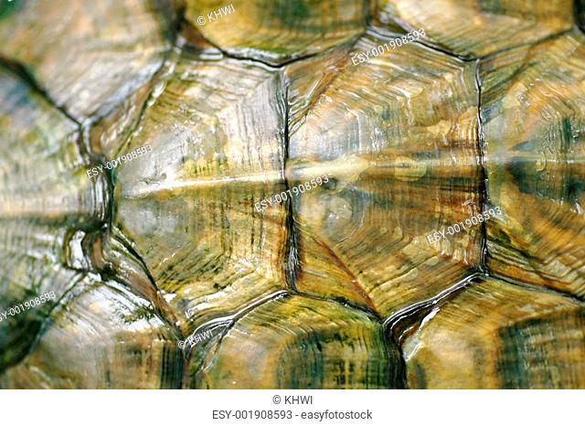 Texture of Tortoise Shell