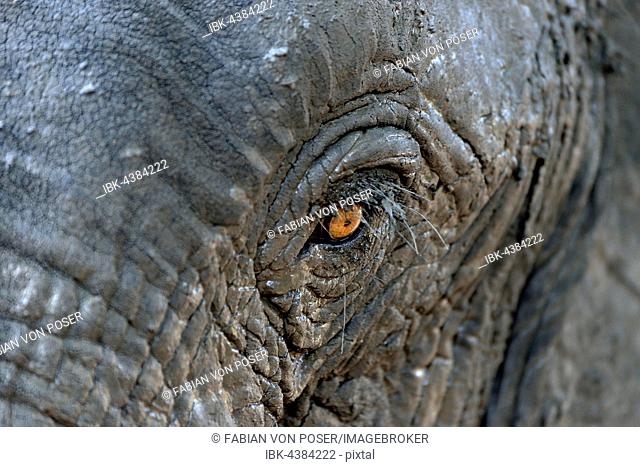 African bush elephant (Loxodohnta africana), eye, Mana Pools National Park, Mashonaland West, Zimbabwe