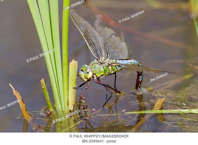 Emperor Dragonfly (Anax imperator), female, ovipositing in water, South Wales, United Kingdom
