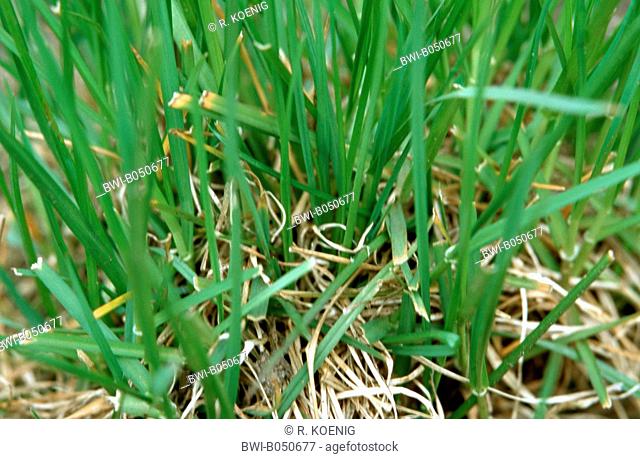 common darnel, common ray, perennial ray, perennial rye-grass (Lolium perenne), Germany