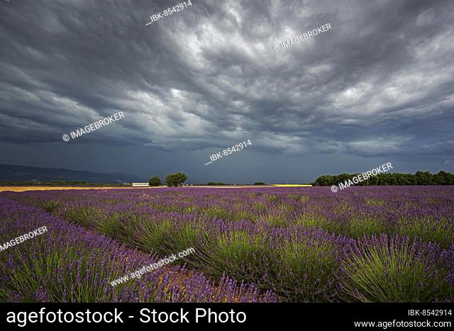 Lavender (Lavandula angustifolia) field, flowering real lavender, thunderstorm atmosphere, thunderclouds, near Puimoisson, Provence, Provence-Alpes-Cote d Azur