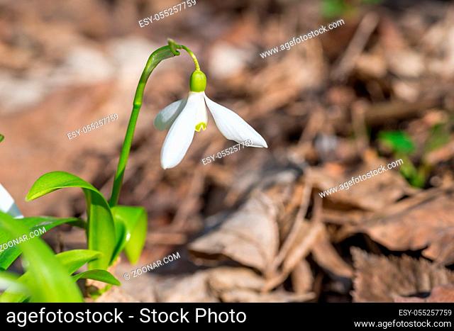 White spring flowers snowdrops in the forest