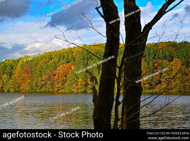 01 November 2023, Brandenburg, Bremsdorf: The deciduous forest at the Großer Treppelsee in the Schlaubetal Nature Park is colorful in autumn